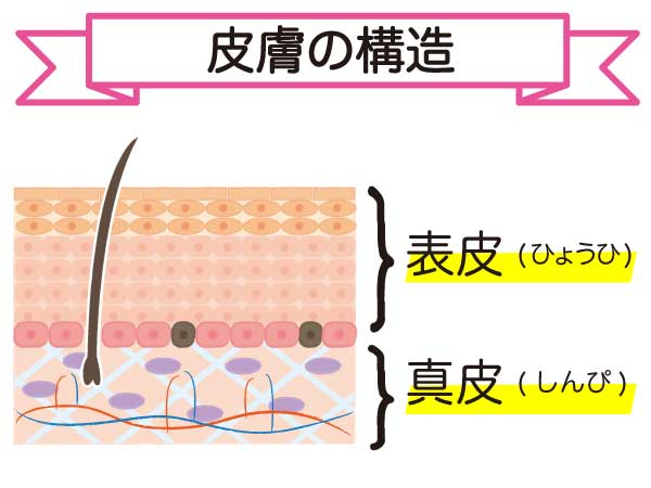 皮膚の構造を図解で説明